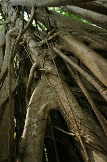 Strangler fig (Ficus), fig, Indonesia