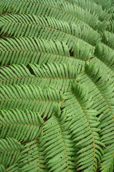 Tree fern Indonesia