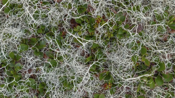 Ground vegetation with Reindeer lichen (Cladonia rangiferina), alpine tundra, Dovrefjell, Norway