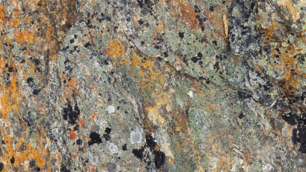 Close-up of lichen with green-yellow and brown patterns, Dovrefjell, Norway