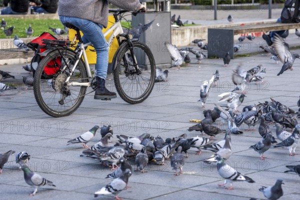 Pigeons, city pigeons, were fed with bread by humans, in the city centre of Essen, North Rhine-Westphalia, Germany