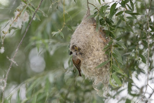Penduline Tit (Remiz pendulinus), at the nest, feeding young bird in the nest, Danube Delta, Romania