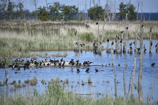 Kormorane, (Phalacrocorax carbo) in den Wasserläufen und Salzwiesen auf dem Darß, nahe der Ostsee, Mecklenburg-Vorpommern, Deutschland