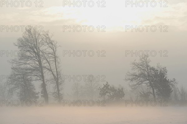 Winterlandschaft im Licht der Morgensonne, aufsteigender Bodennebel über einem Feld, Nordrhein-Westfalen, Deutschland