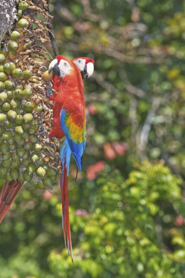 Scarlet Macaws (Ara macao) perching on a tree, Corcovado National Park, Osa Peninsula, Costa Rica