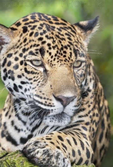 Close-up of a Jaguar (Panthera onca), Costa Rica, Central America