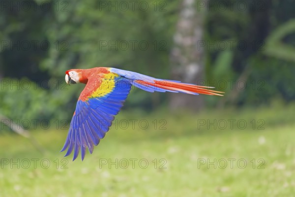 Scarlet Macaw (Ara macao) in flight, Corcovado National Park, Osa Peninsula, Costa Rica