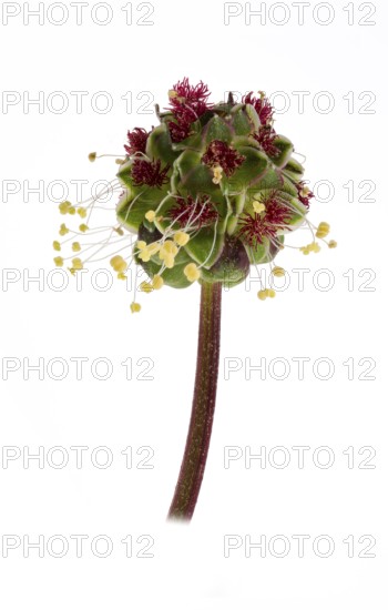 Kleiner Wiesenknopf Pimpernell (Sanguisorba minor), Pimpinelle, Blüte, Deutschland