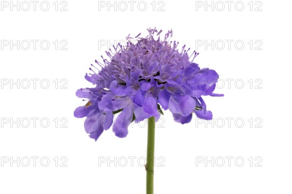 Tauben-Skabiose (Scabiosa columbaria), Blüte, Deutschland
