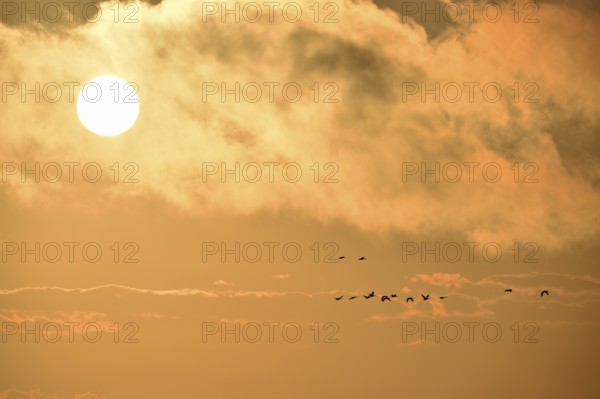 Graugänse (Anser anser) fliegen bei Sonnenaufgang auf dem Darß, Mecklenburg-Vorpommern, Deutschland