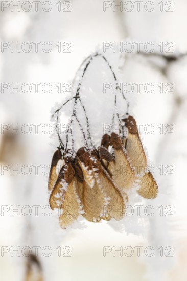 Ice crystals from roarfrost on Amur maple (Acer tataricum subsp. ginnala) seeds at sunshine in winter, Bavaria, Germany