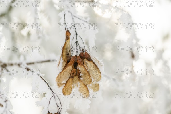 Ice crystals from roarfrost on Amur maple (Acer tataricum subsp. ginnala) seeds at sunshine in winter, Bavaria, Germany