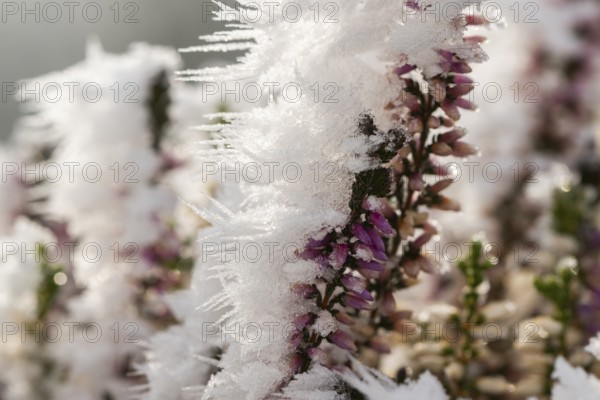 Ice crystals from roarfrost on a winter-flowering heather (Erica carnea) branch at sunshine in winter, Bavaria, Germany