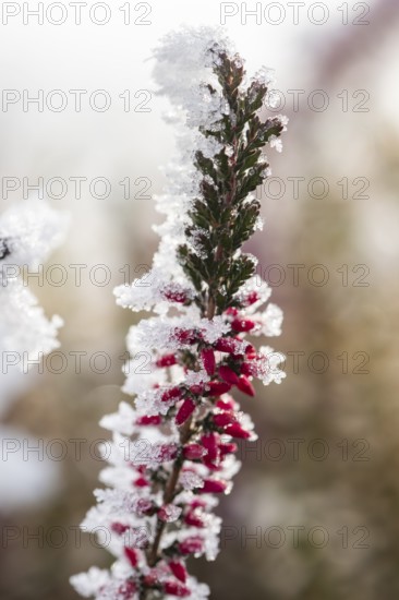 Ice crystals from roarfrost on a winter-flowering heather (Erica carnea) branch at sunshine in winter, Bavaria, Germany
