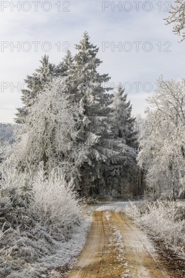 Forest road going through a mixed forest white from roarfrost on a sunny day in winter, Bavaria, Germany