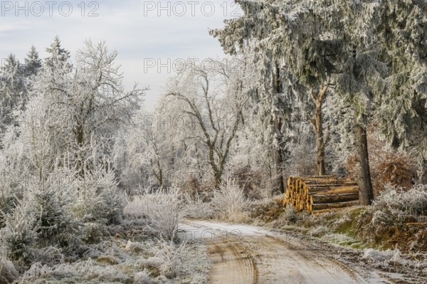 Piled up felled tree trunks beside a forest road going through a mixed forest white from roarfrost on a sunny day in winter, Bavaria, Germany