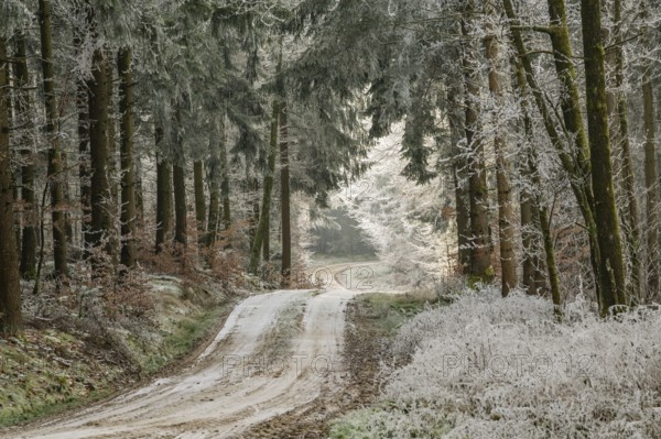 Forest road going through a mixed forest white from roarfrost on a sunny day in winter, Bavaria, Germany