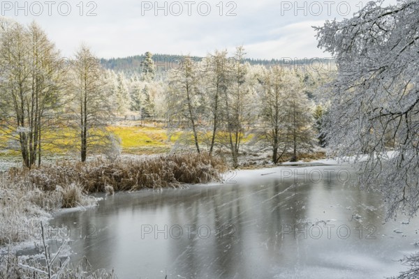 A frozen pont in a valley surrounded by a mixed forest with norway spruce (Picea abies) and European beech (Fagus sylvatica) white from roarfrost, on a sunny day in winter, Bavaria, Germany