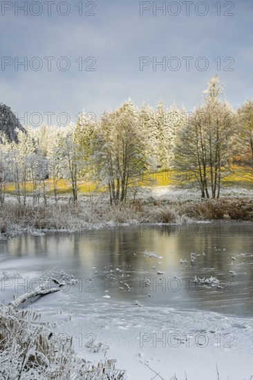 A frozen pont in a valley surrounded by a mixed forest with norway spruce (Picea abies) and European beech (Fagus sylvatica) white from roarfrost, on a sunny day in winter, Bavaria, Germany