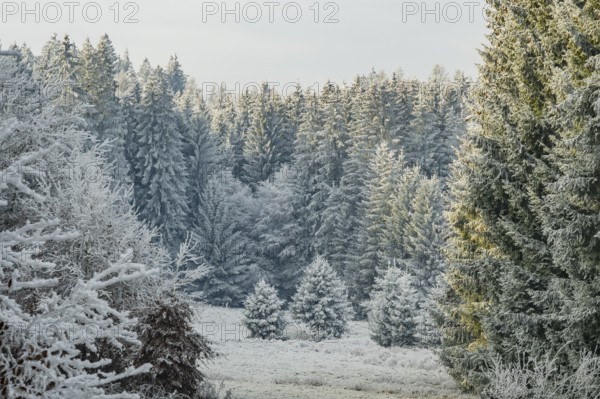 Meadow in a valley surrounded by a mixed forest with norway spruce (Picea abies) and European beech (Fagus sylvatica) white from roarfrost, on a sunny day in winter, Bavaria, Germany