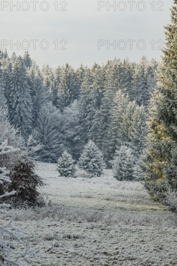 Meadow in a valley surrounded by a mixed forest with norway spruce (Picea abies) and European beech (Fagus sylvatica) white from roarfrost, on a sunny day in winter, Bavaria, Germany