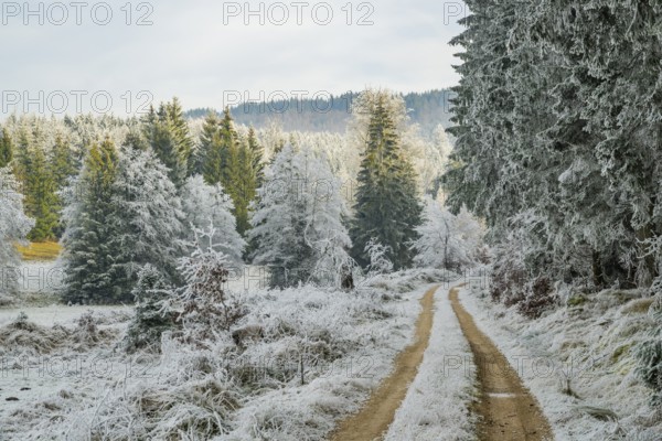 Forest road going through a beautiful landscape with forest, meadows and bushes, white from roarfrost, on a sunny day in winter, Bavaria, Germany