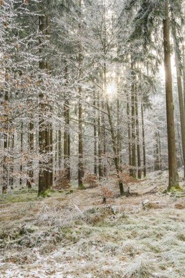 Mixed forest with norway spruce (Picea abies) and European beech (Fagus sylvatica) white from roarfrost, on a sunny day in winter, Bavaria, Germany