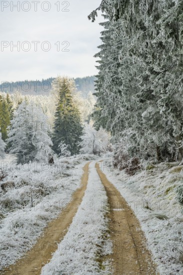 Forest road going through a beautiful landscape with forest, meadows and bushes, white from roarfrost, on a sunny day in winter, Bavaria, Germany