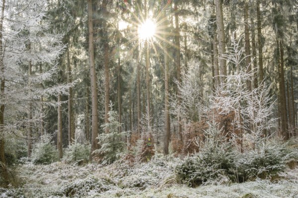 Mixed forest with norway spruce (Picea abies) and European beech (Fagus sylvatica) white from roarfrost, on a sunny day in winter, Bavaria, Germany