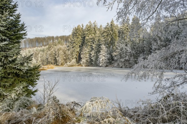 A frozen pont in a valley surrounded by a mixed forest with norway spruce (Picea abies) and European beech (Fagus sylvatica) white from roarfrost, on a sunny day in winter, Bavaria, Germany