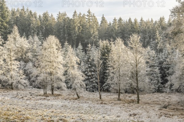 Meadow in a valley surrounded by a mixed forest with norway spruce (Picea abies) and European beech (Fagus sylvatica) white from roarfrost, on a sunny day in winter, Bavaria, Germany