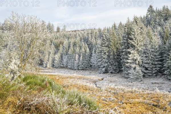 Valley with a small stream surrounded by a mixed forest with young norway spruce (Picea abies) trees covered white from roarfrost, on a sunny day in winter, Bavaria, Germany