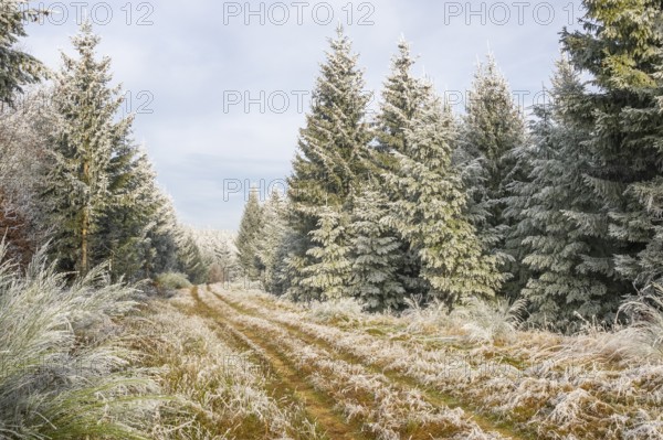Walking trail going through a mixed forest white from roarfrost on a sunny day in winter, Bavaria, Germany