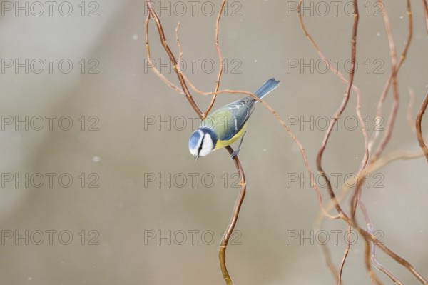 Eurasian blue tit (Cyanistes caeruleus) sitting on a branch, Bavaria, Germany