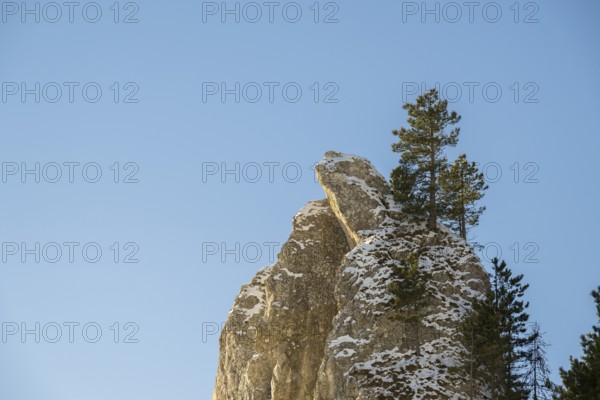 Scots pine (Pinus sylvestris) trees growing on a huge rock in winter, Vápec, Horná Poruba, Slovakia