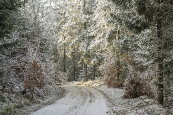 Forest road going through a mixed forest white from roarfrost on a sunny day in winter, Bavaria, Germany