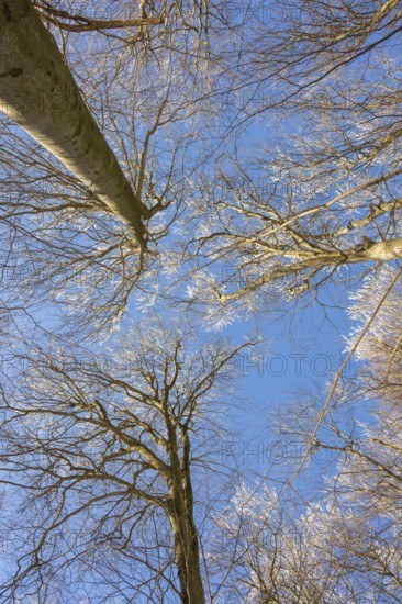 European beech (Fagus sylvatica) trees in a forest with hoarfrost on the branches in winter, Vápec, Horná Poruba, Slovakia