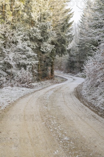 Forest road going through a mixed forest white from roarfrost on a sunny day in winter, Bavaria, Germany