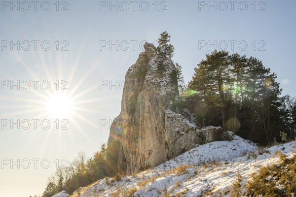 Scots pine (Pinus sylvestris) trees growing on a huge rock in winter, Vápec, Horná Poruba, Slovakia