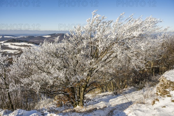 European beech (Fagus sylvatica) trees in a forest with hoarfrost on the branches in winter, Vápec, Horná Poruba, Slovakia