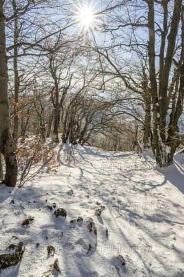 European beech (Fagus sylvatica) trees in a forest with hoarfrost on the branches in winter, Vápec, Horná Poruba, Slovakia