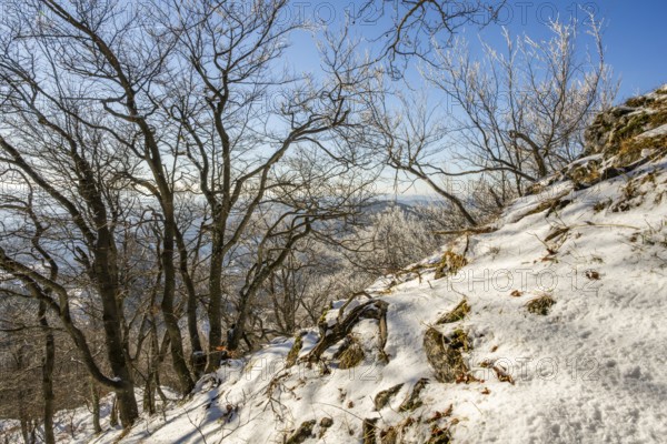 European beech (Fagus sylvatica) trees in a forest with hoarfrost on the branches in winter, Vápec, Horná Poruba, Slovakia