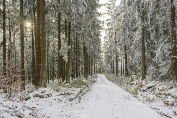 Forest road going through a mixed forest white from roarfrost on a sunny day in winter, Bavaria, Germany