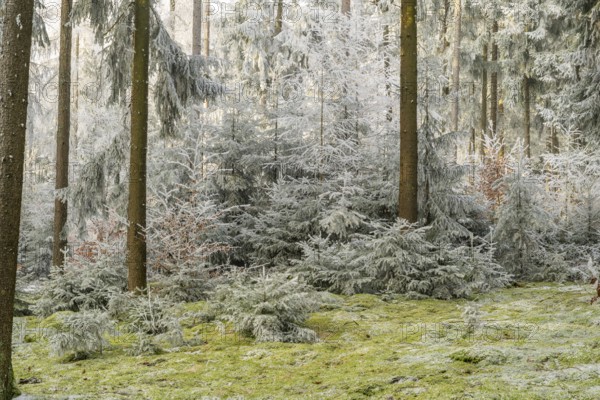 Mixed forest with norway spruce (Picea abies) and European beech (Fagus sylvatica) white from roarfrost, on a sunny day in winter, Bavaria, Germany