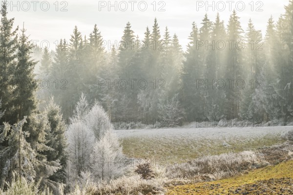Meadow in a valley surrounded by a mixed forest with norway spruce (Picea abies) and European beech (Fagus sylvatica) white from roarfrost, on a sunny day in winter, Bavaria, Germany