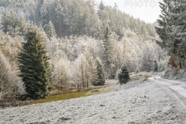 Forest road going through a beautiful landscape with forest, meadows and bushes, white from roarfrost, on a sunny day in winter, Bavaria, Germany