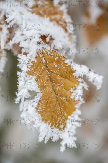 Ice crystals from roarfrost on a common beech (Fagus sylvatica) leaf at sunshine in winter, Bavaria, Germany