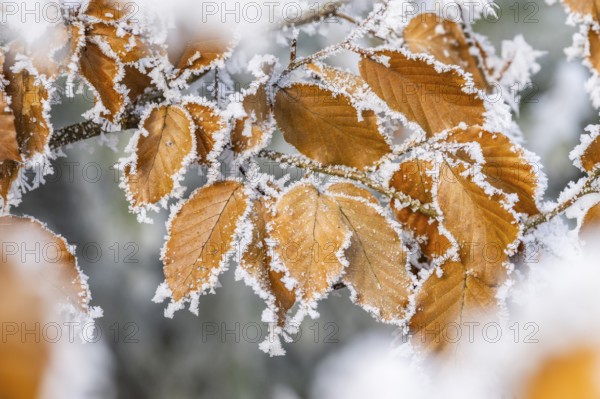 Ice crystals from roarfrost on a common beech (Fagus sylvatica) leaf at sunshine in winter, Bavaria, Germany