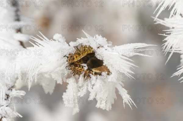 Ice crystals from roarfrost on a common beech (Fagus sylvatica) seed at sunshine in winter, Bavaria, Germany