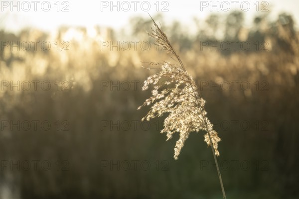 Common reed (Phragmites australis) seeds against the sunlight in winter, Bavaria, Germany